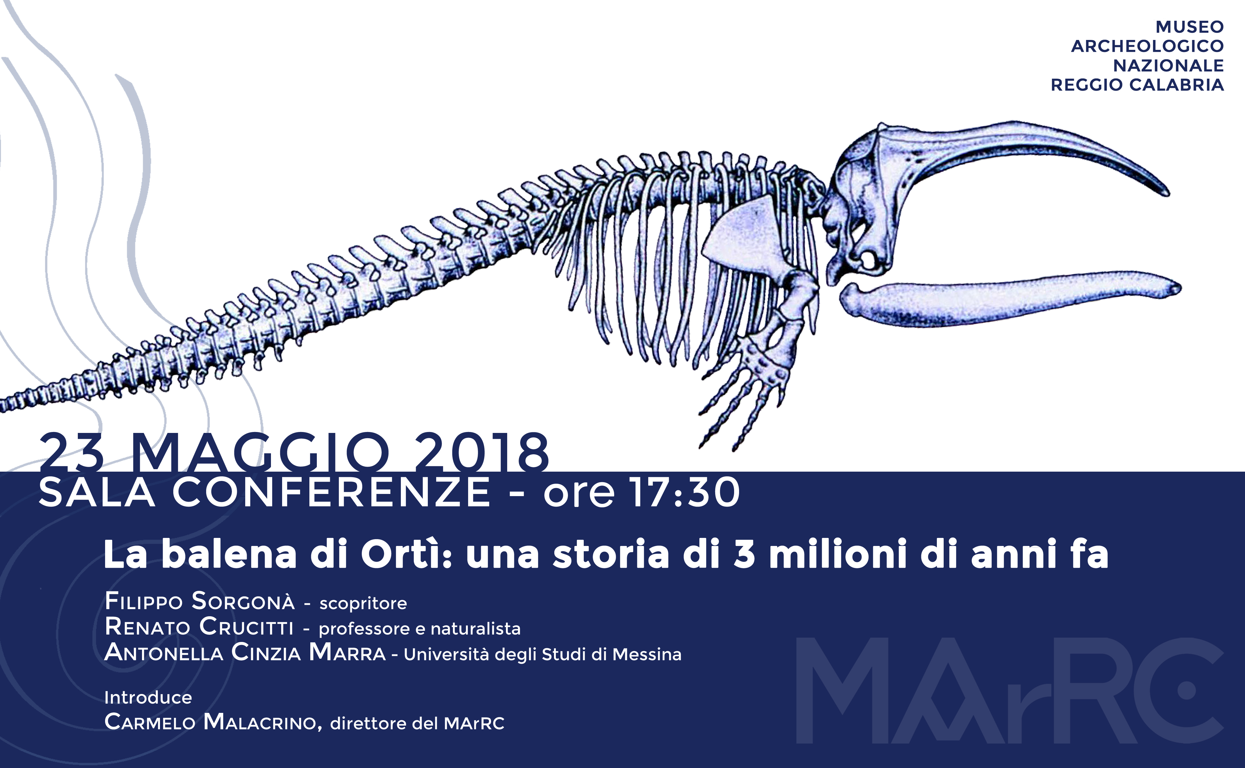 The fossil whale form Ortì